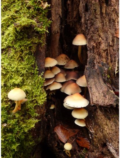 Fruit bodies on beech in the New Forest, UK.